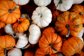 October 2026 Program Calendar