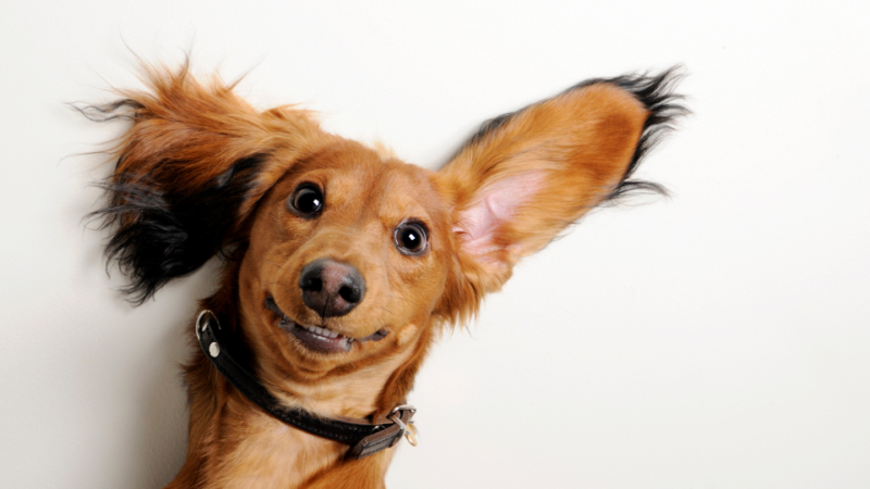 July 2020 Newsletter